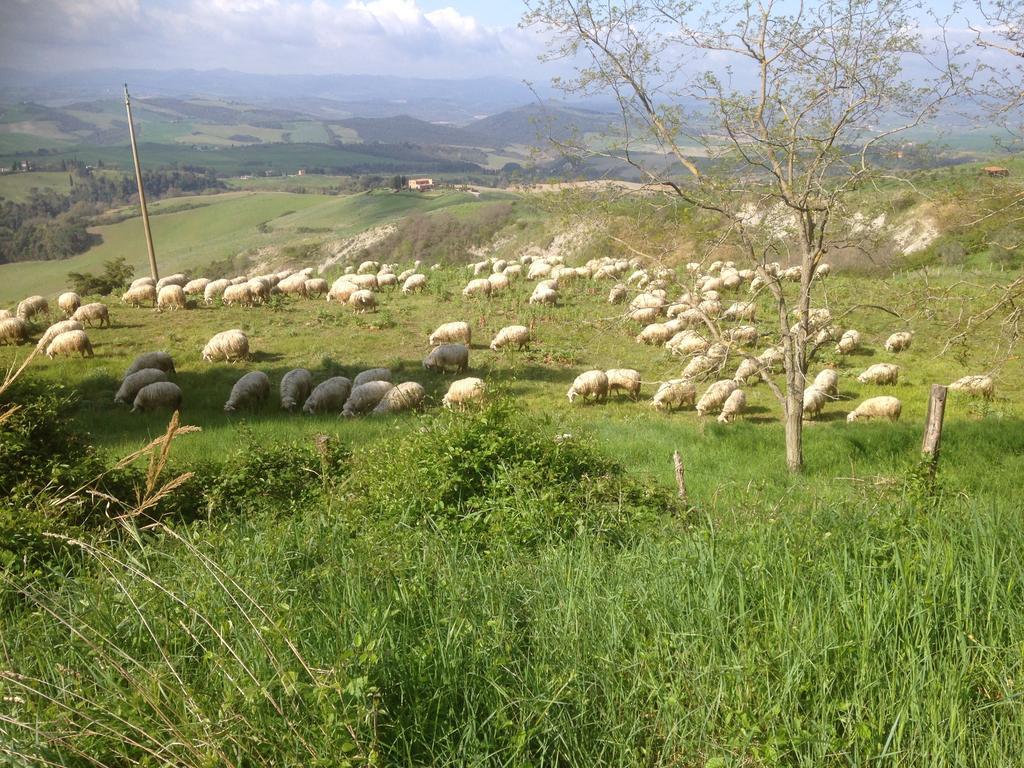 In Canto Sul Poggio Bed and Breakfast Βολτέρρα Εξωτερικό φωτογραφία